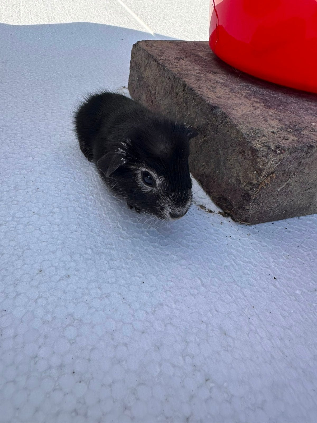 cavia beertjes, Augustus, Cavia