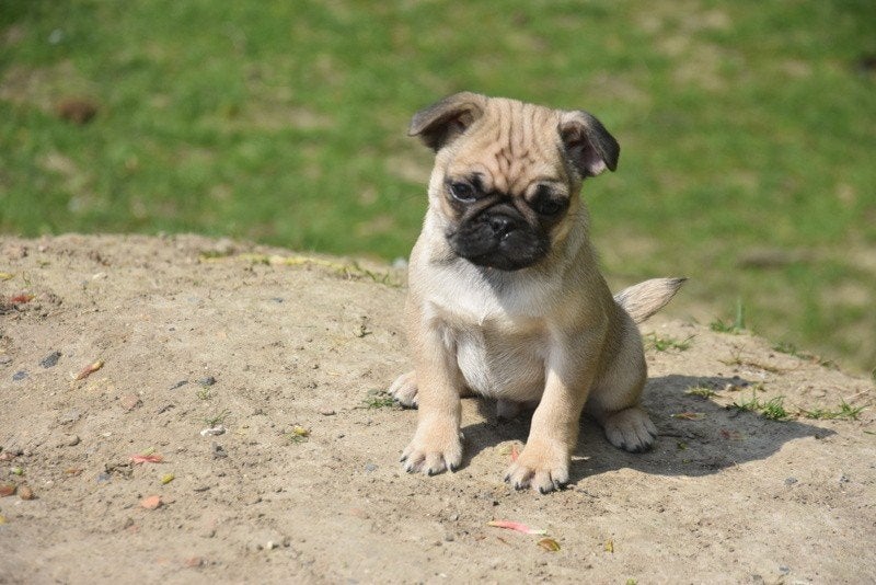 Mopshond pup, Dieren en Toebehoren, Parvo, België, 8 tot 15 weken, Meerdere