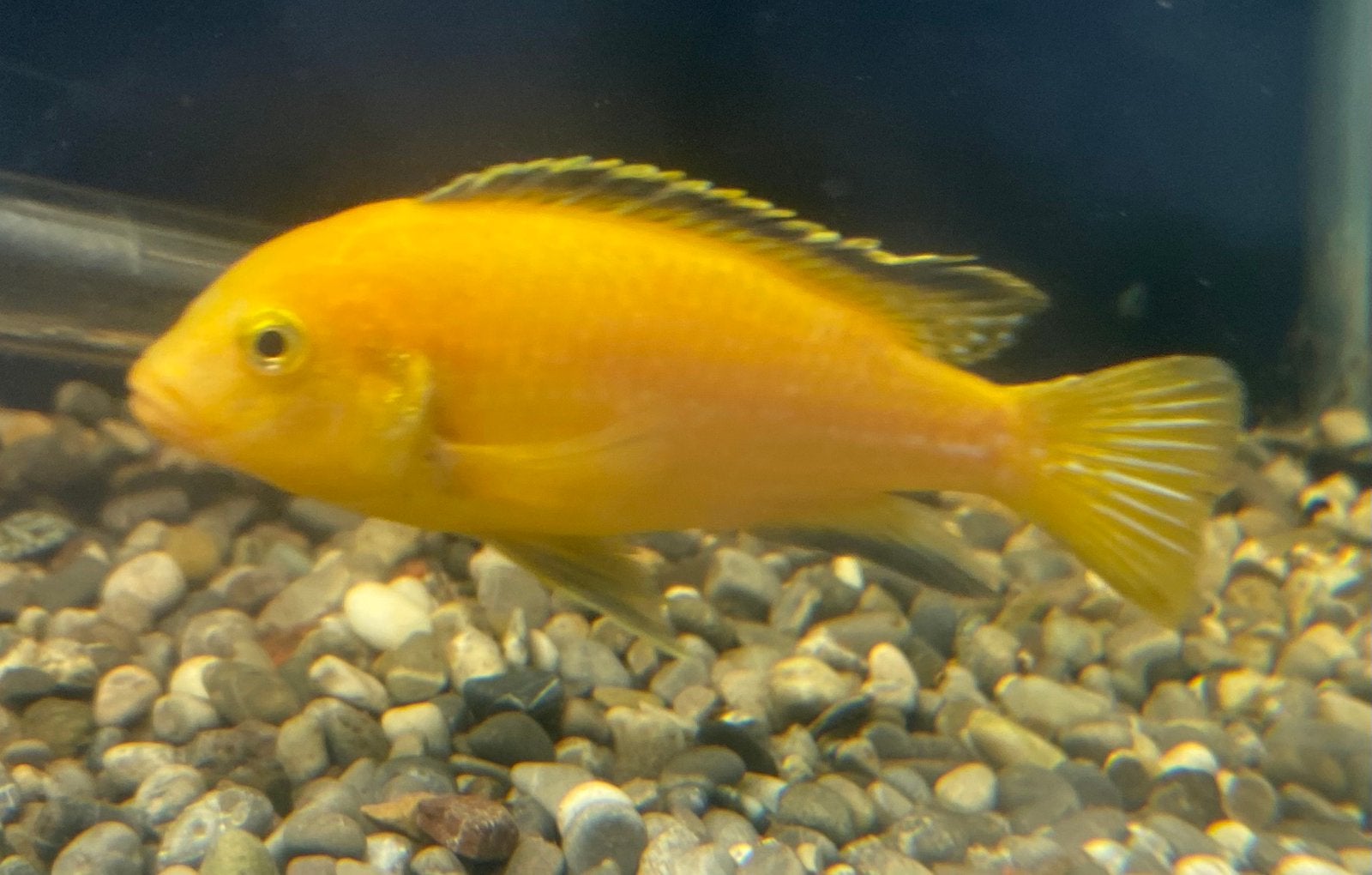 Labidochromis 10 cm, Animaux & Accessoires, Poissons | Poissons d'aquarium