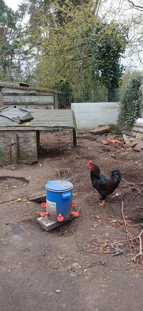 Barnevelder dubbelgezoomd haan, Dieren en Toebehoren, Juni, Mannelijk