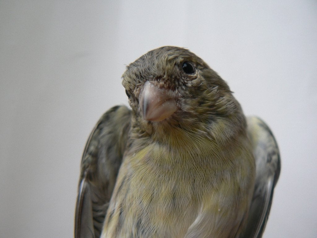 sijs x kanarie  popje, Wildzangvogel, Tam