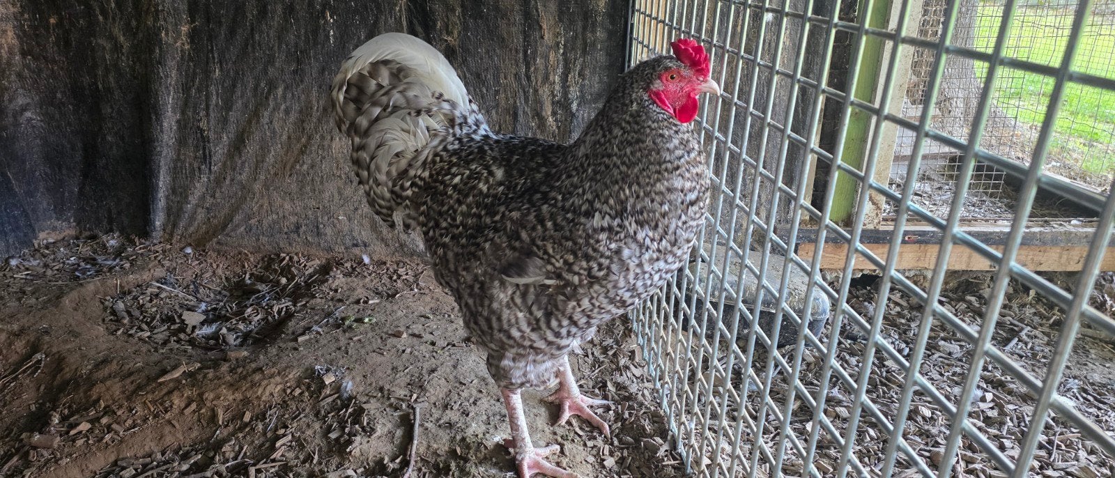 Pluimvee, Dieren en Toebehoren, Pluimvee