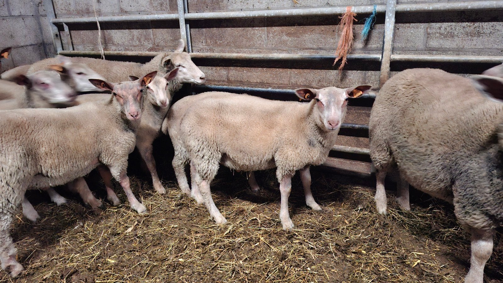 ram/ooi te koop