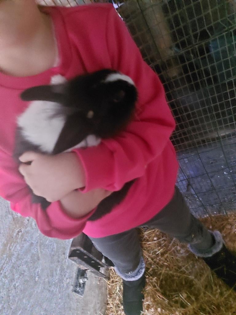 Dwergkonijntjes