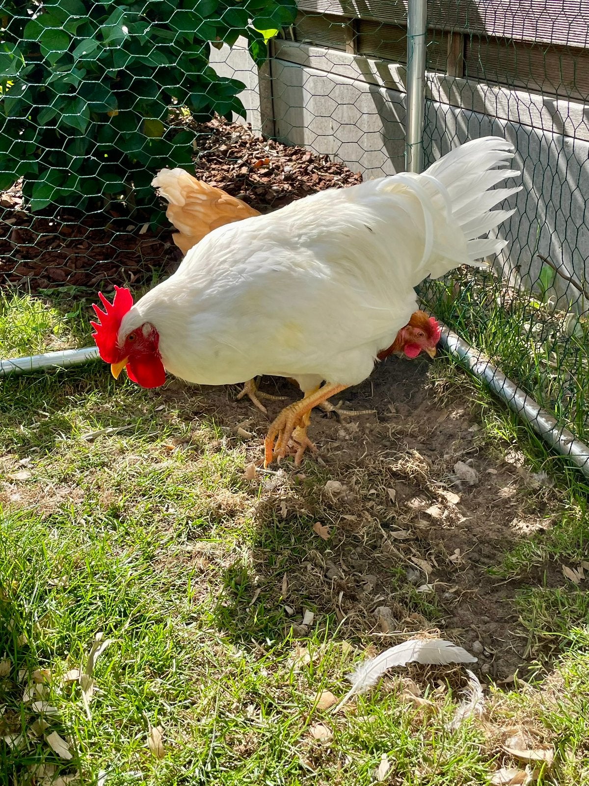 Witte haan, Dieren en Toebehoren, Mannelijk, Kip