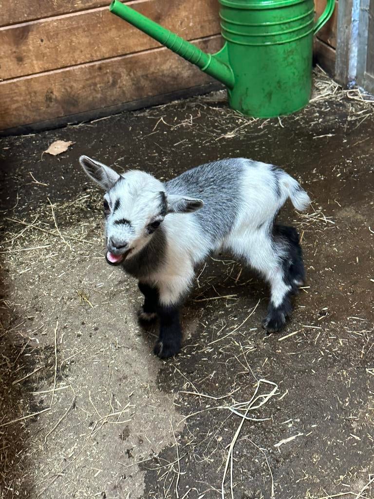 Dwerggeit bokje, Mâle, Chèvre, 0 à 2 ans