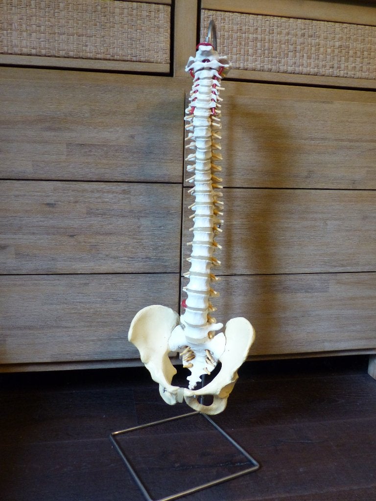 anatomisch skelet wervelzuil + bekken, Diversen, Ophalen, Gebruikt