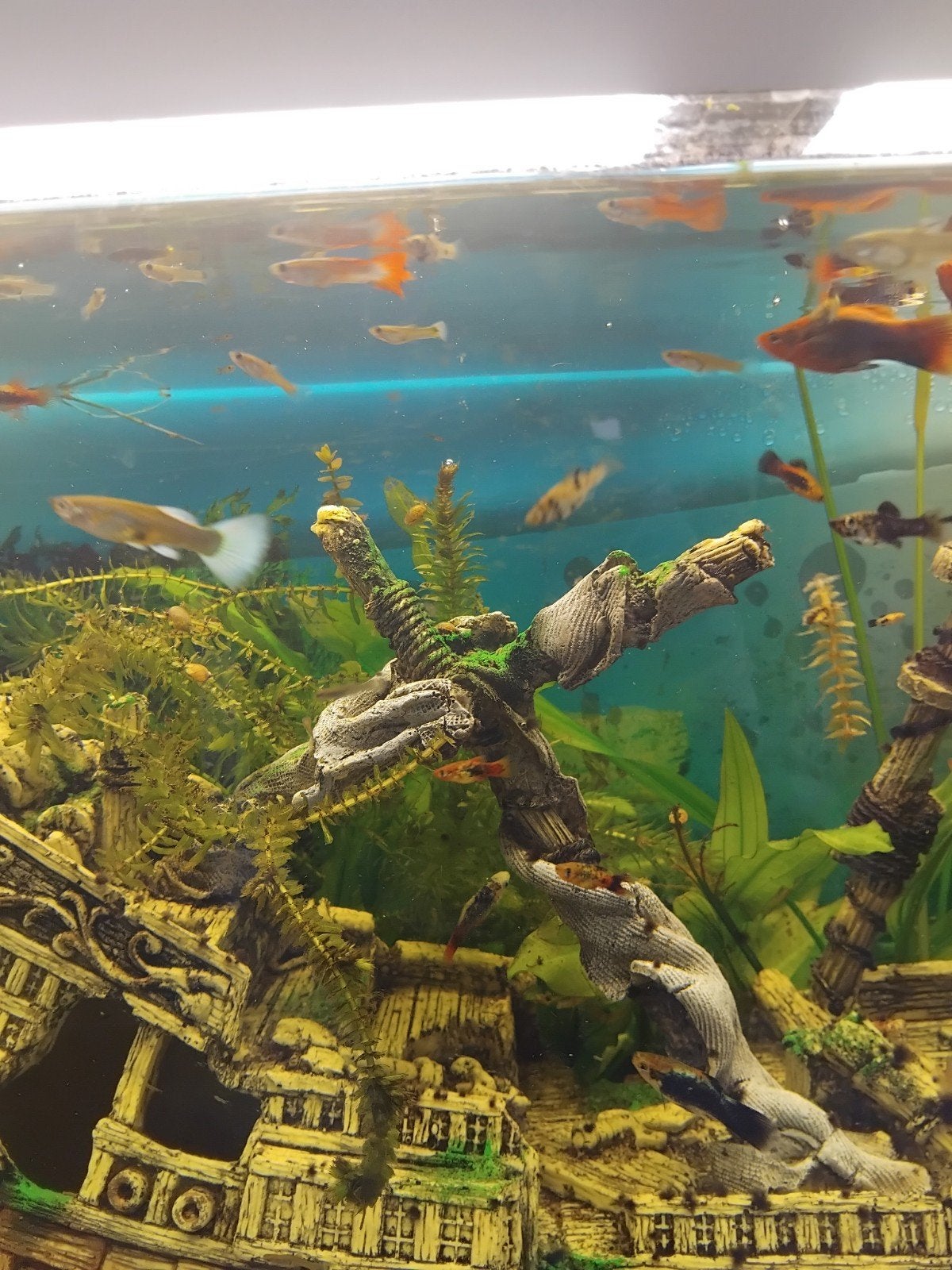 gratis guppy's, Dieren en Toebehoren