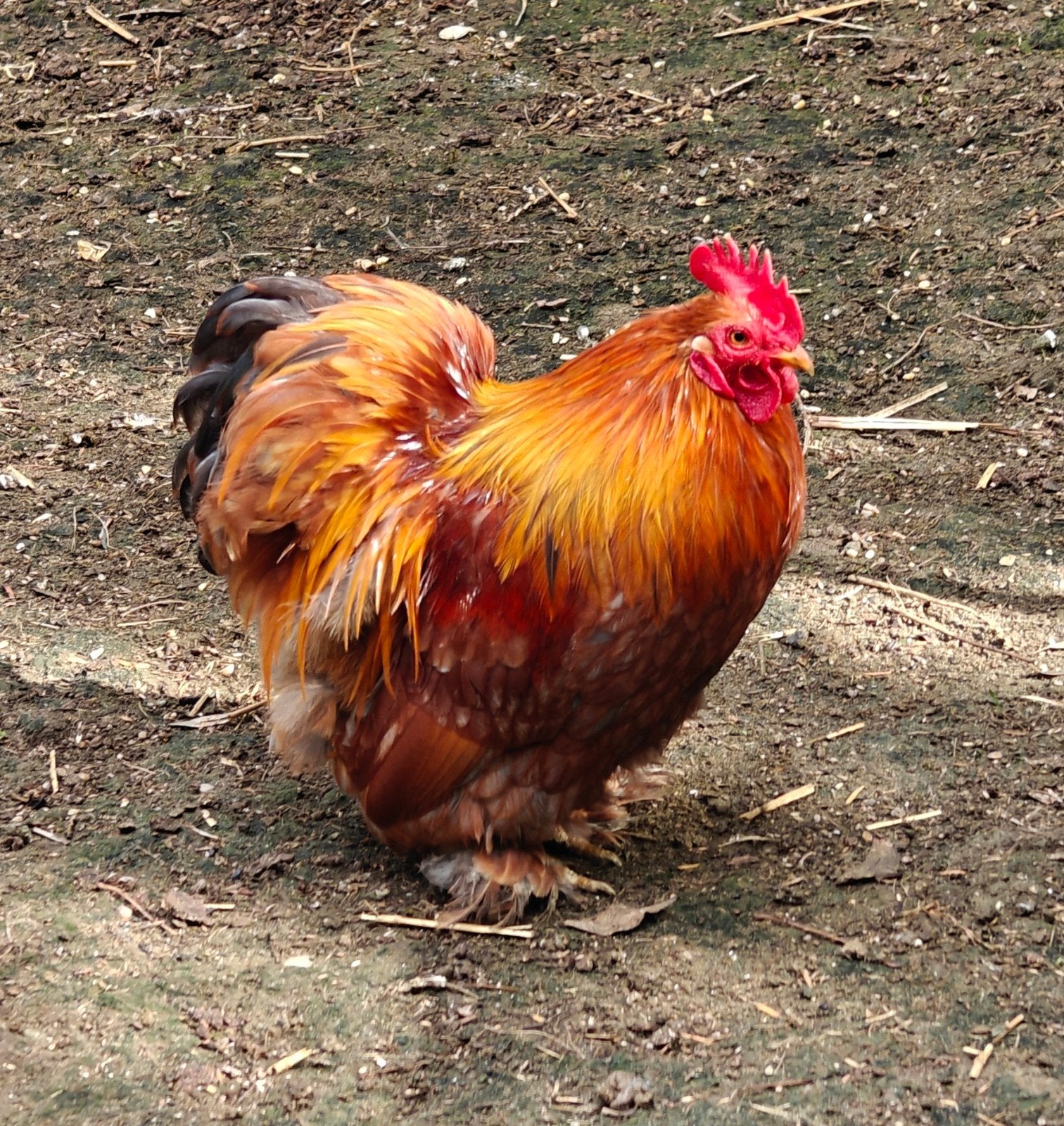 Cochin Kriel Haan, Dieren en Toebehoren, Mannelijk, Kip