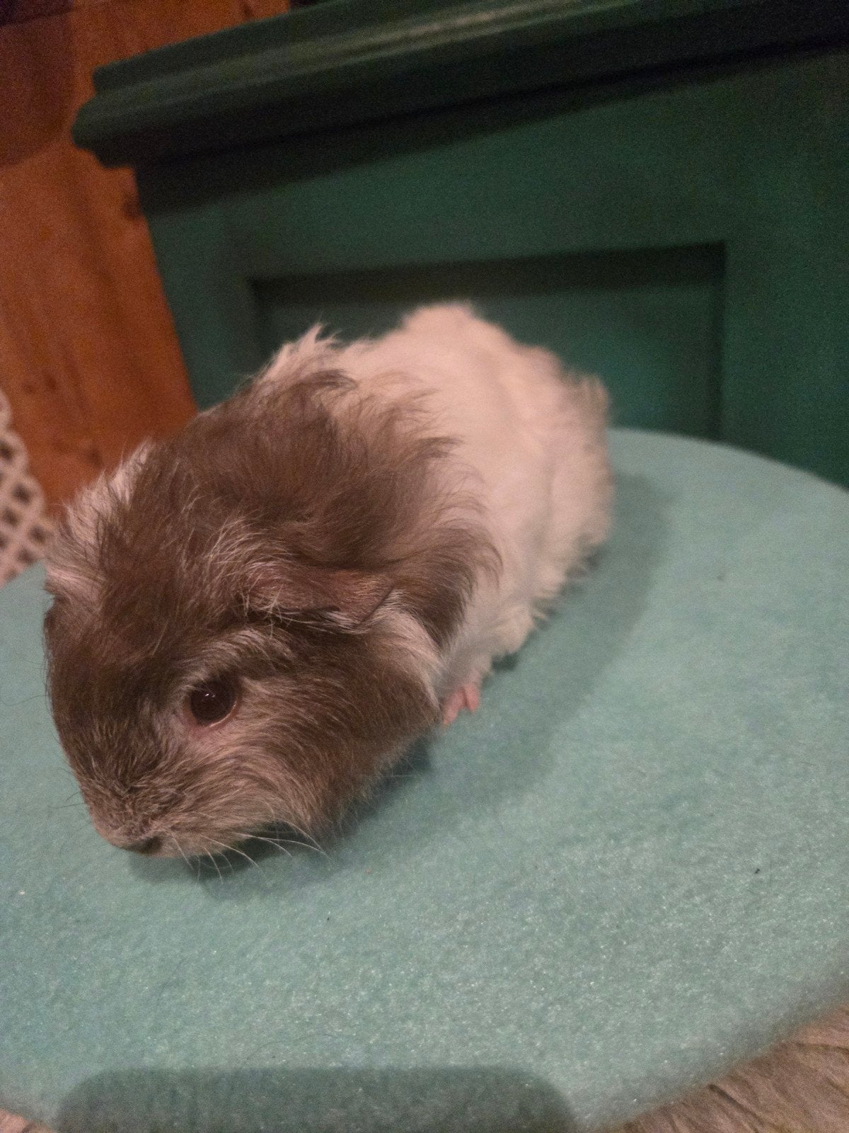 CH teddy zeugje, Cavia, Juli, Vrouwelijk, Tam