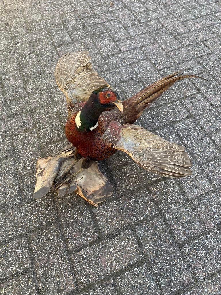 Mooie opgezette fazant taxidermie, Dieren en Toebehoren
