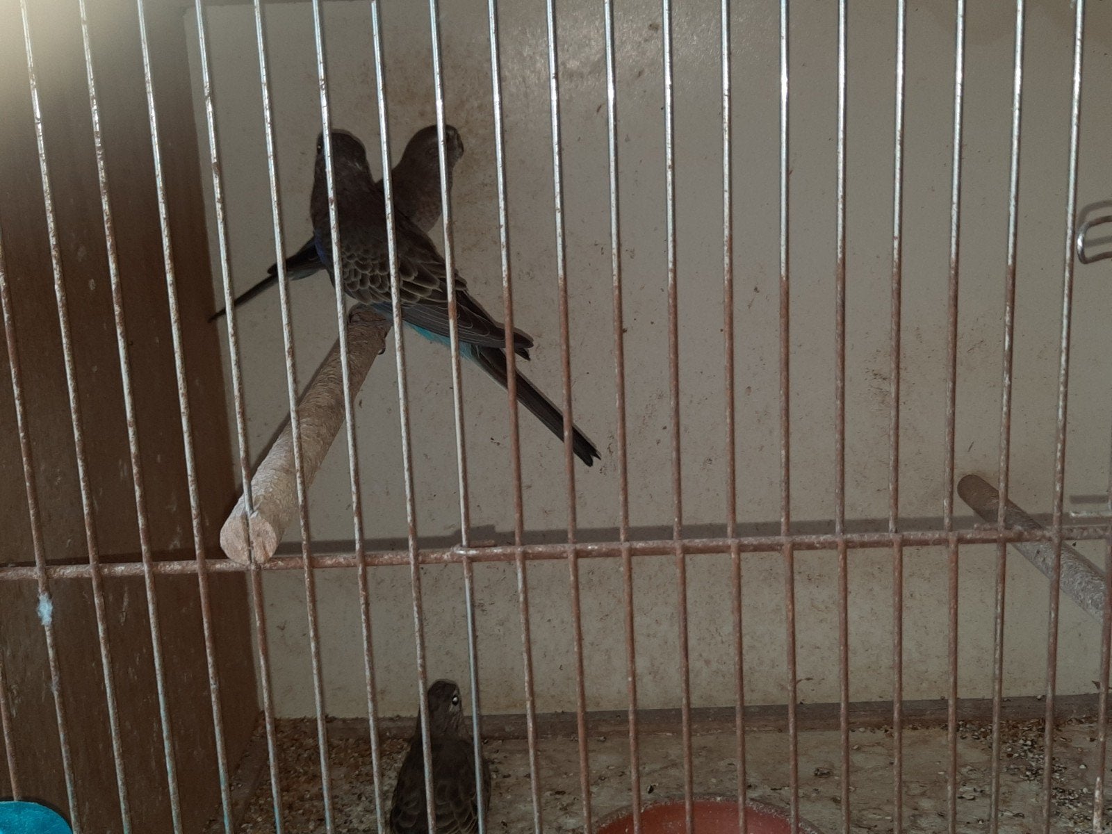 Bourkes, Animaux & Accessoires, Femelle, Perruche, Bagué