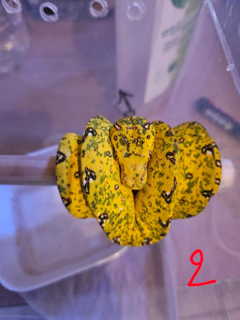 morelia viridis azurea biak 2025, Animaux & Accessoires, Serpent