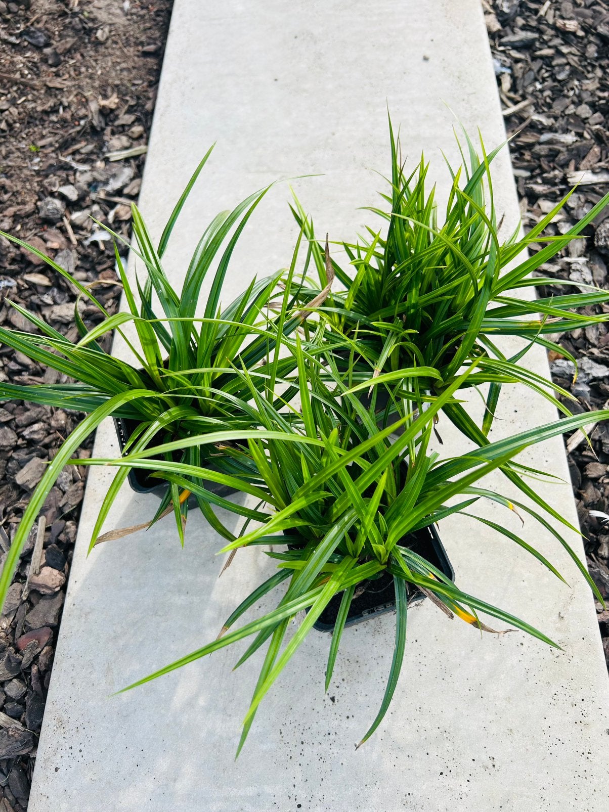 Siergrassen Carex, Ophalen, Siergrassen