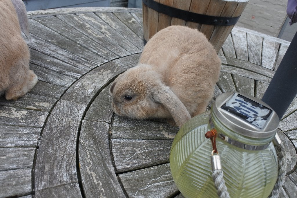 franse hangoren, Dieren en Toebehoren, Konijnen, Meerdere dieren, Groot, Hangoor, 3 tot 5 jaar