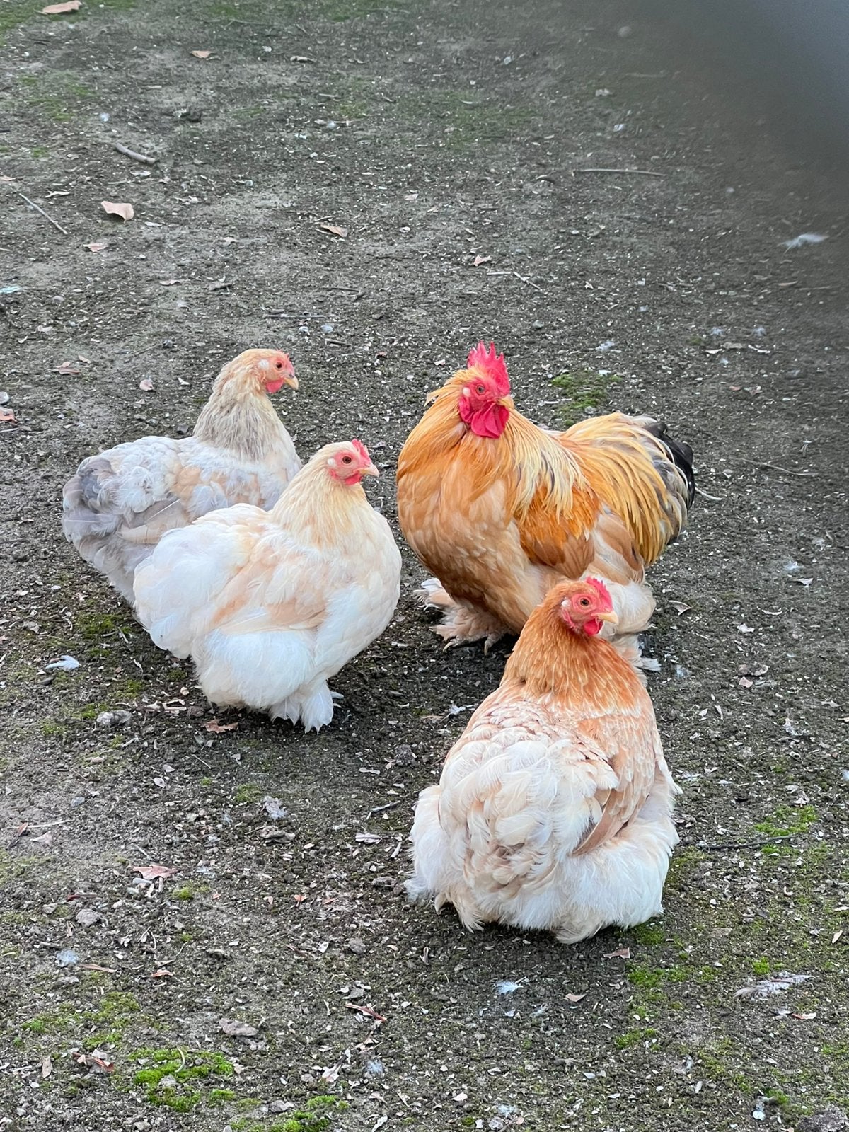 Mooi trio Cochin buff, Dieren en Toebehoren
