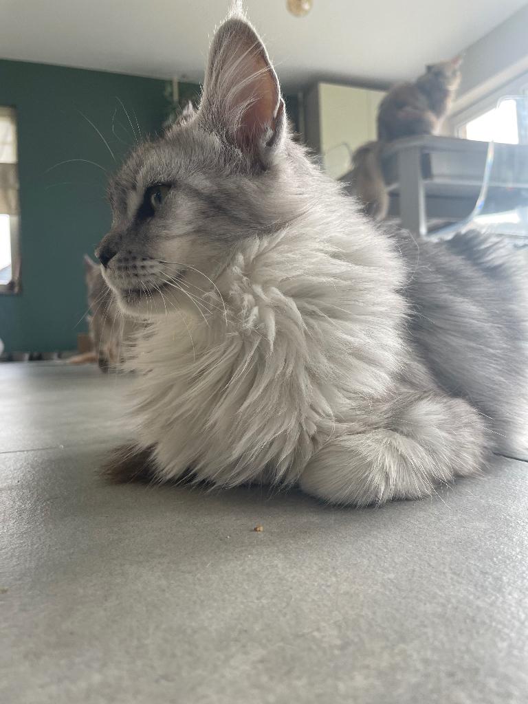 Maine Coon poes met stamboom, Chatte ou Chat, Avec pedigree, 0 à 2 ans