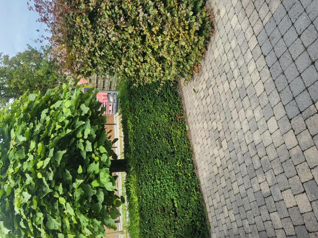 Taxus haag, Enlèvement, Taxus, Haie