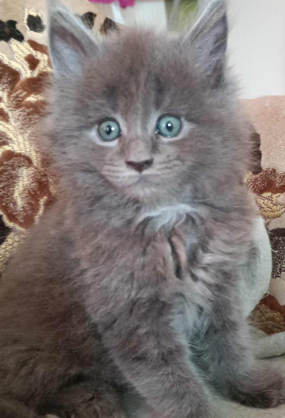 Maine Coon Kittens, Dieren en Toebehoren, Meerdere dieren, Met stamboom, 0 tot 2 jaar
