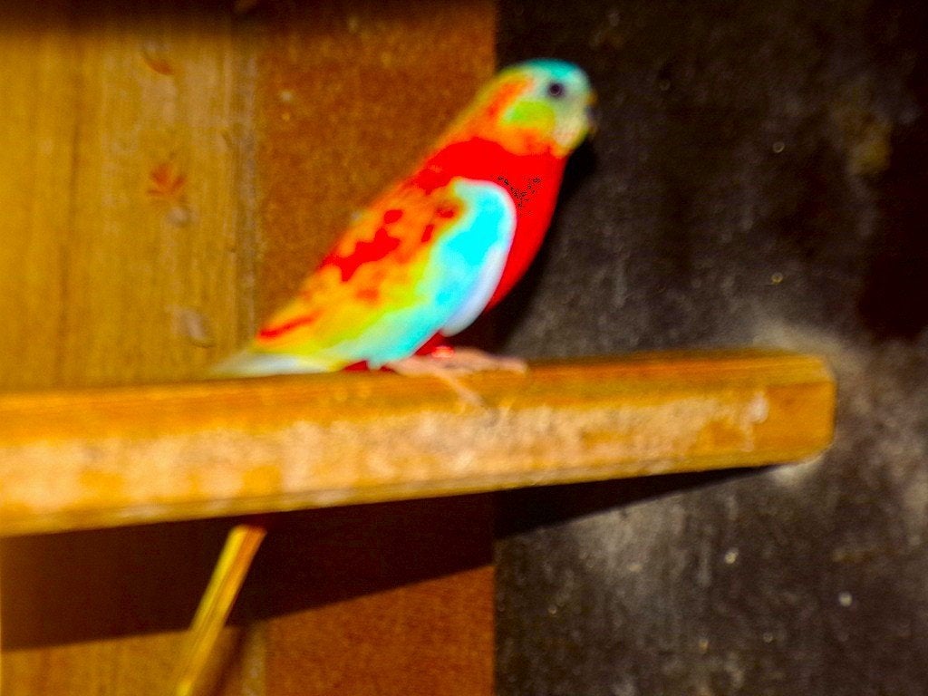 Parkieten, Meerdere dieren, Parkiet, Geringd