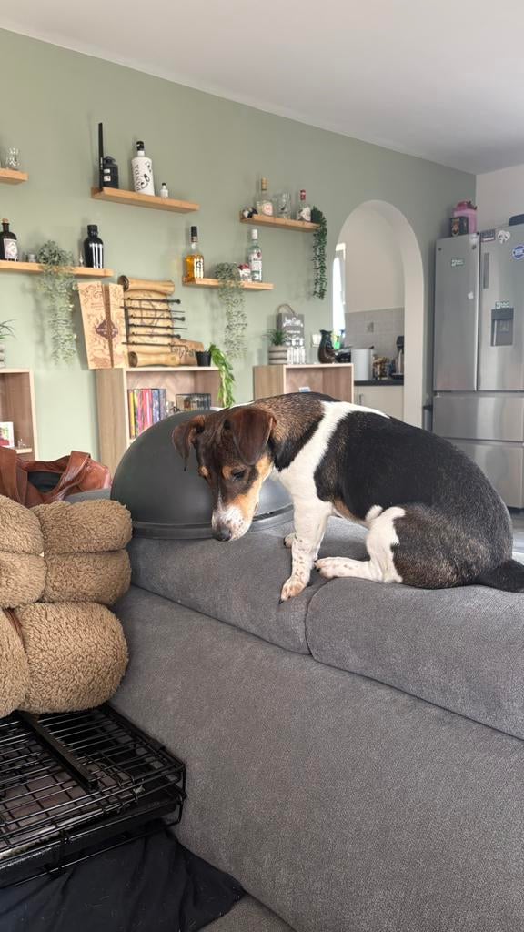 Dekreu, Dieren en Toebehoren, België, Particulier, Jack Russell Terriër, Reu
