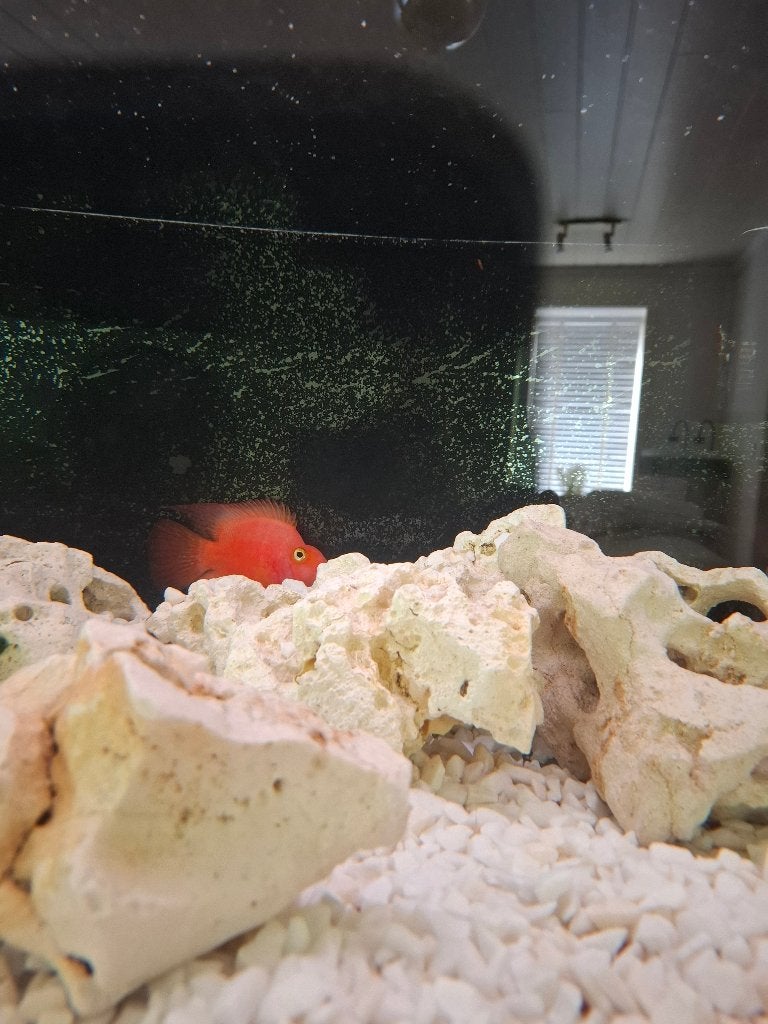 Bloed rode papegaai chlide, Vis, Zoetwatervis