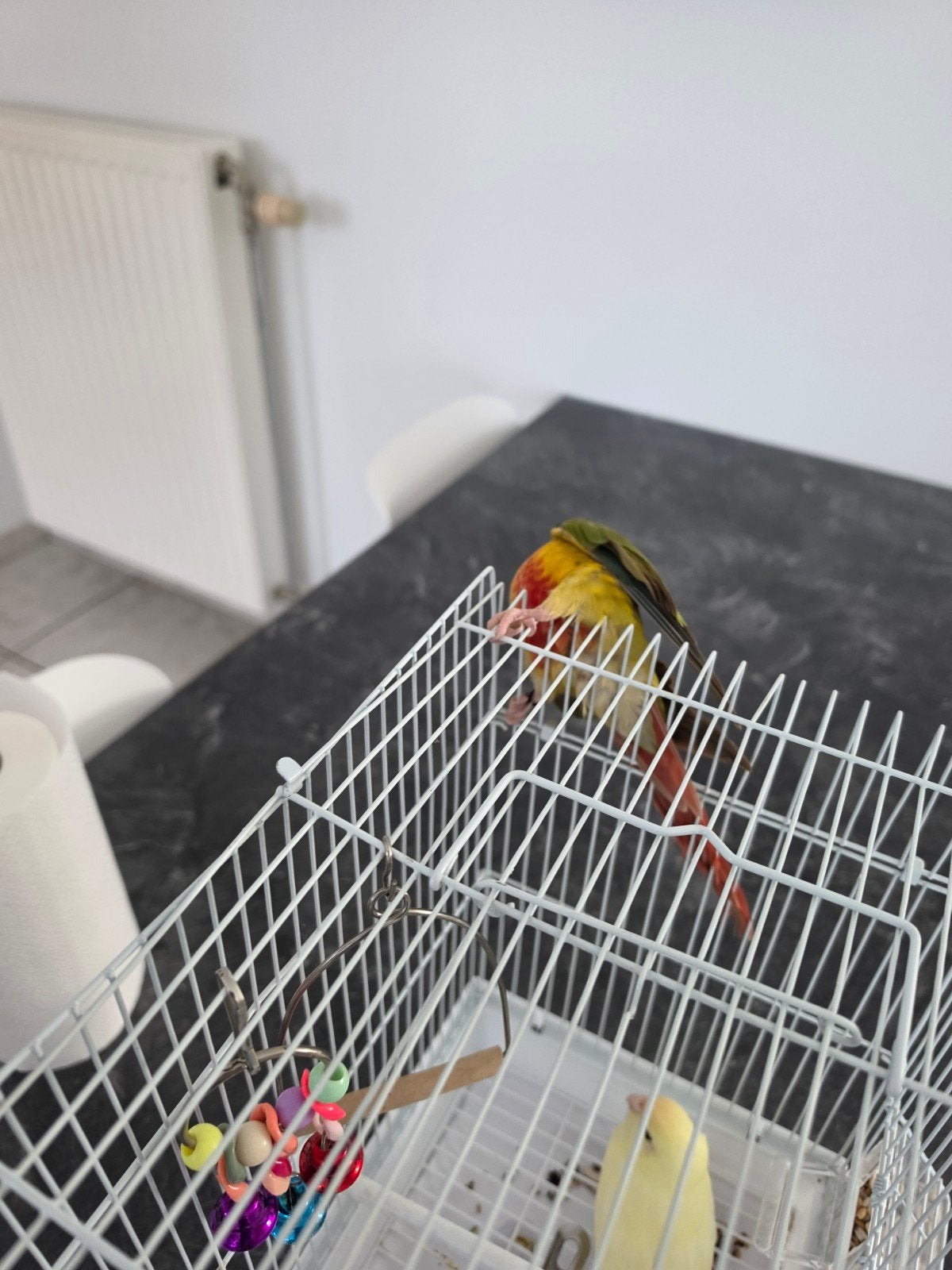 Conure ananas légèrement handicapés apprivoisé, Perruche, Domestique