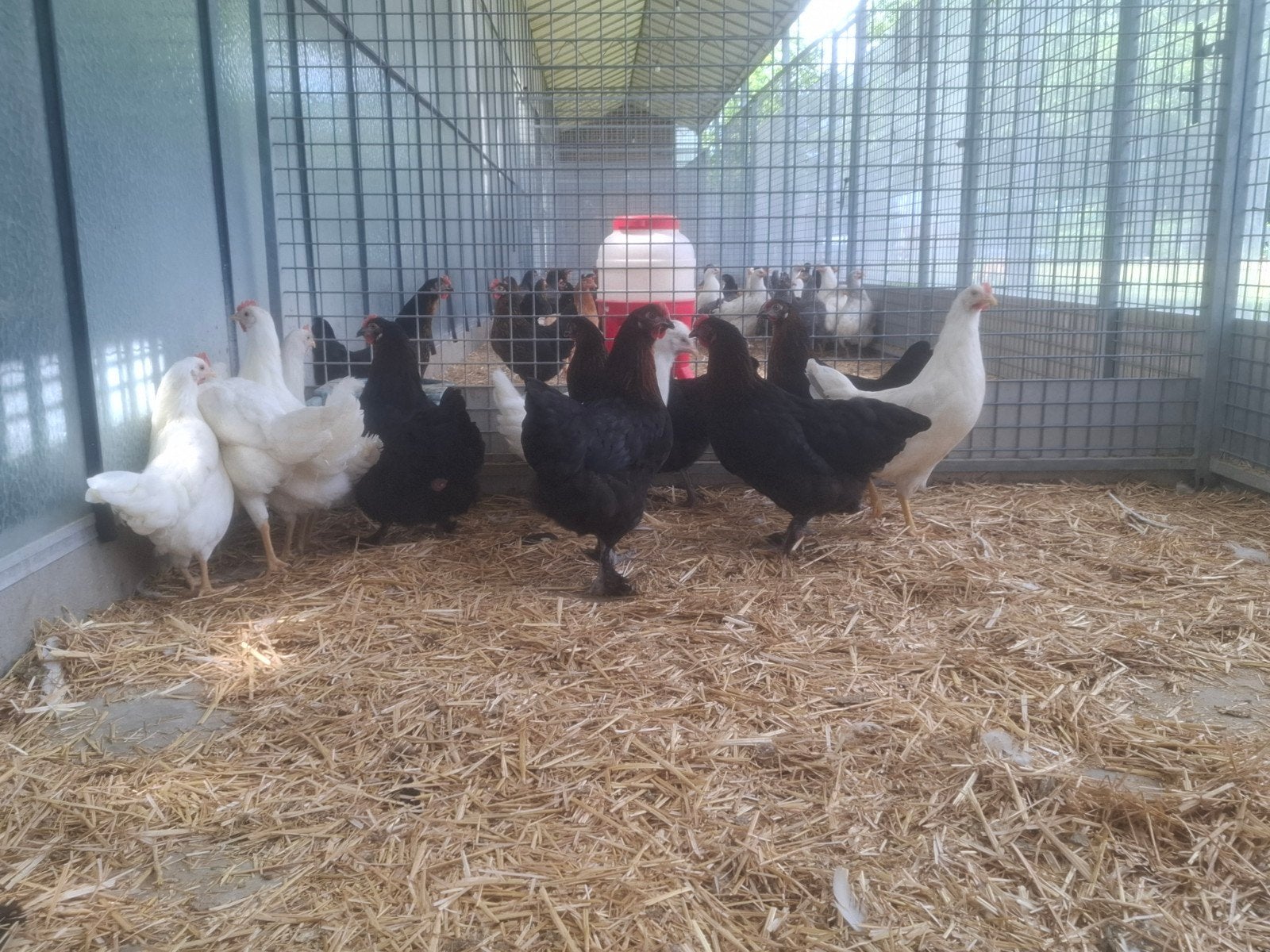 Ruime keuze kleurlegger kippen, legkippen olijflegger Marans, Dieren en Toebehoren, Pluimvee, Vrouwelijk, Kip