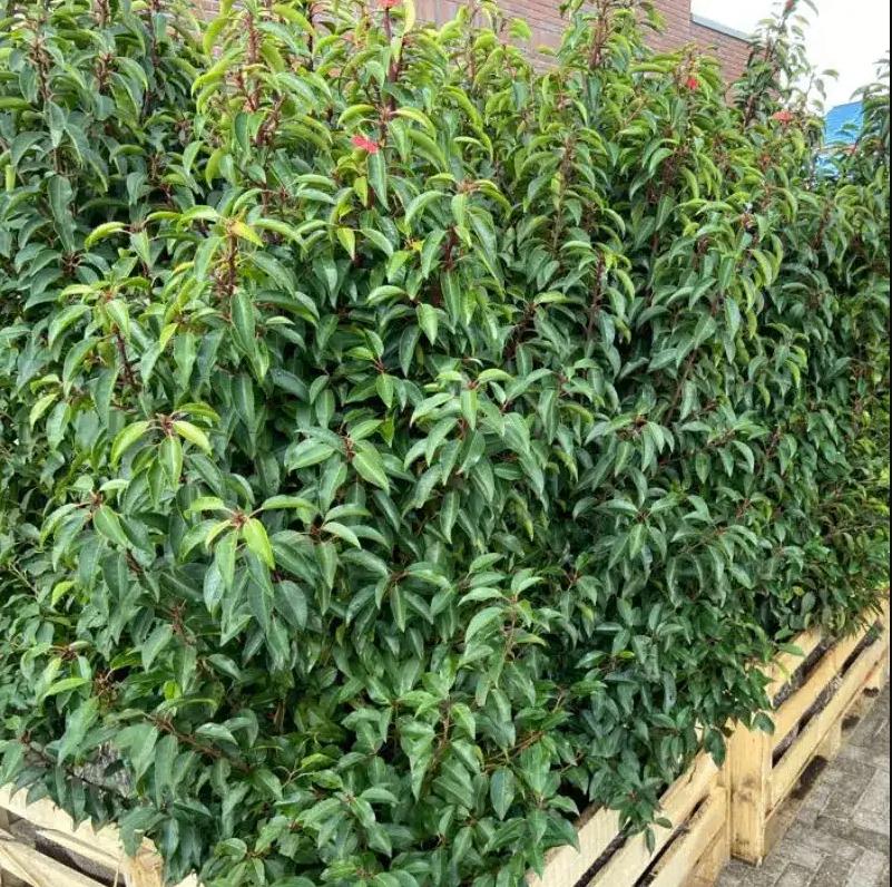 Portugese laurier Prunus Lusitanica ‘ Angustifolia ’, Tuin en Terras, Ophalen, Laurier, Haag