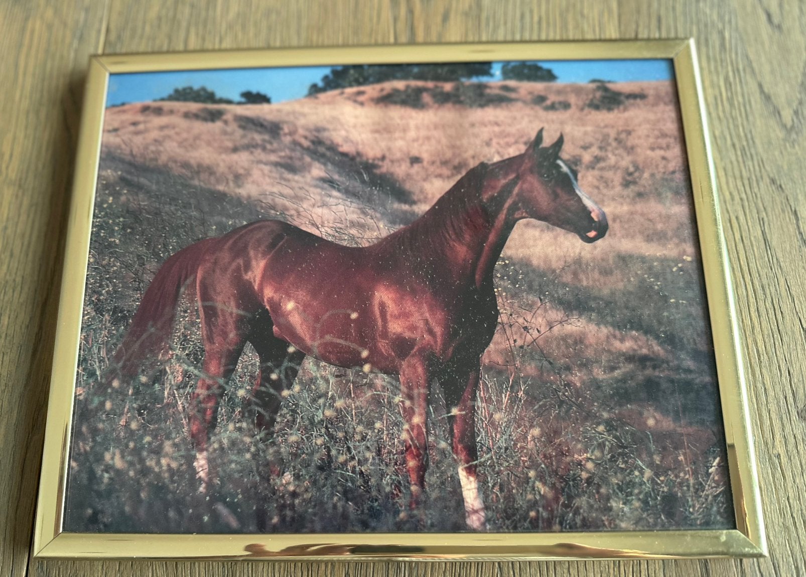 Mooie kader met paard, Antiek en Kunst, Ophalen