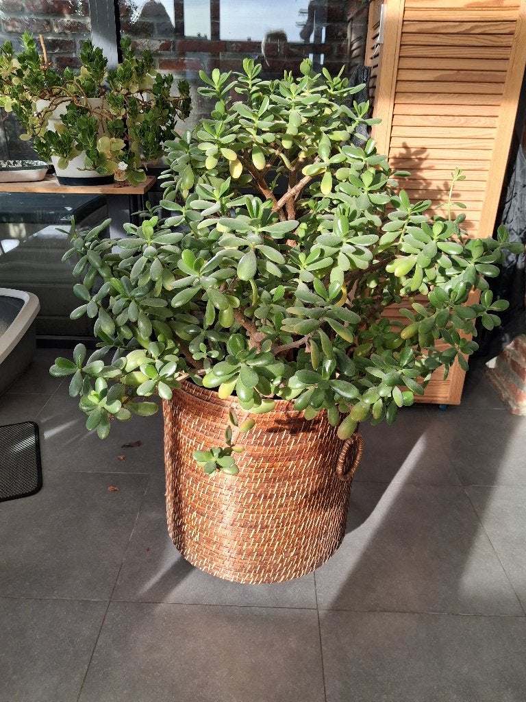 Arbre de Jade (Crassula), Maison & Meubles, Enlèvement, Plante succulente, En pot, Moins de 100 cm