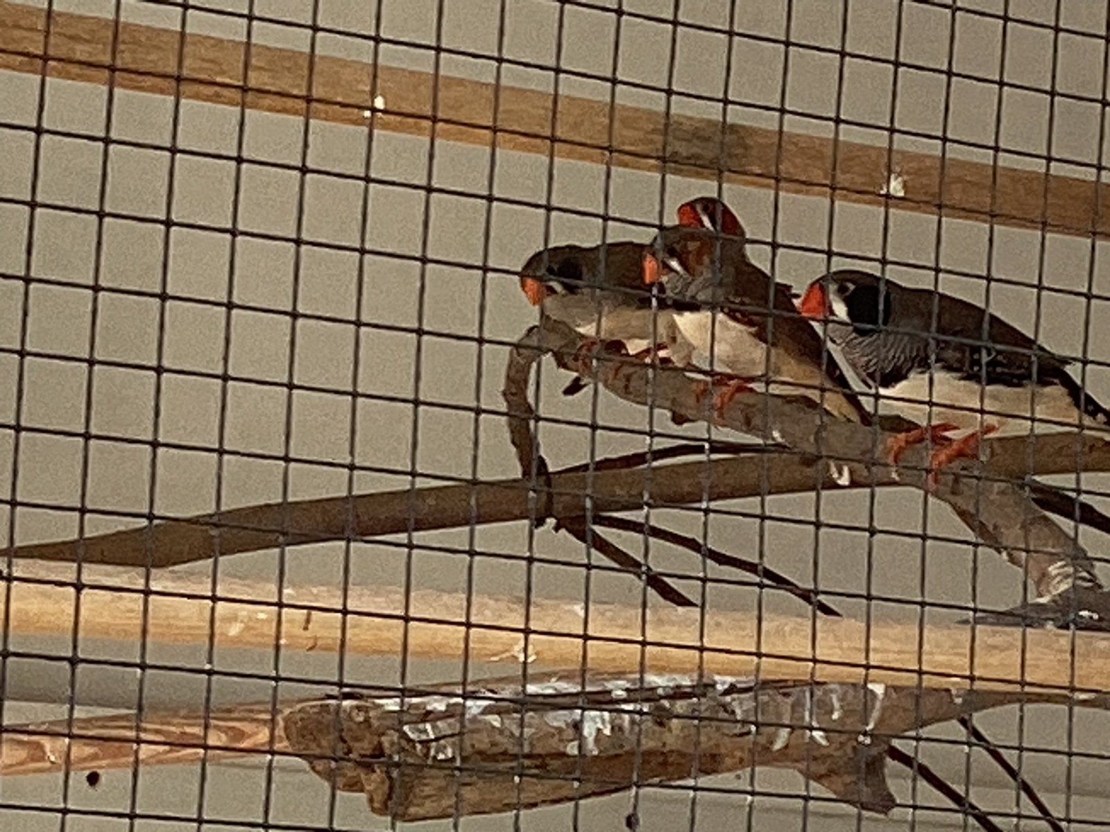 Jonge zebravinken, Dieren en Toebehoren, Meerdere dieren, Tropenvogel