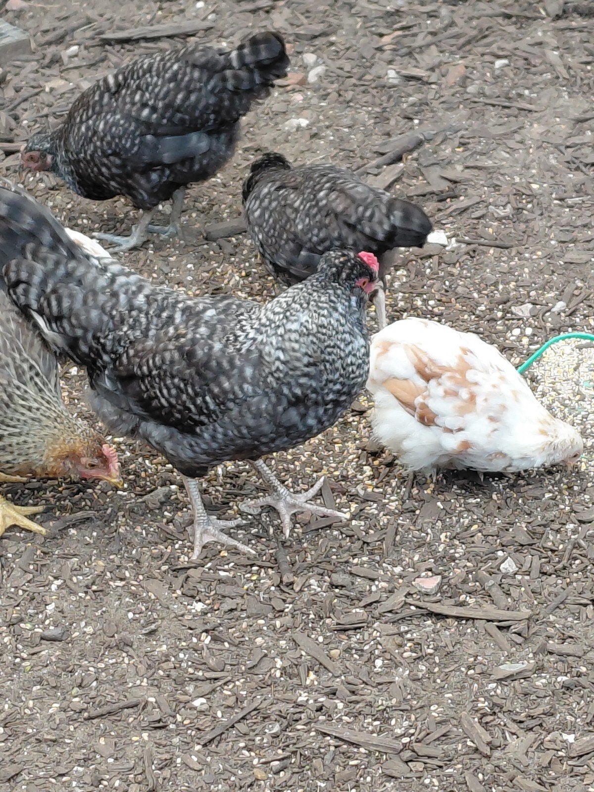 Jonge haan groenleg, Dieren en Toebehoren, Pluimvee