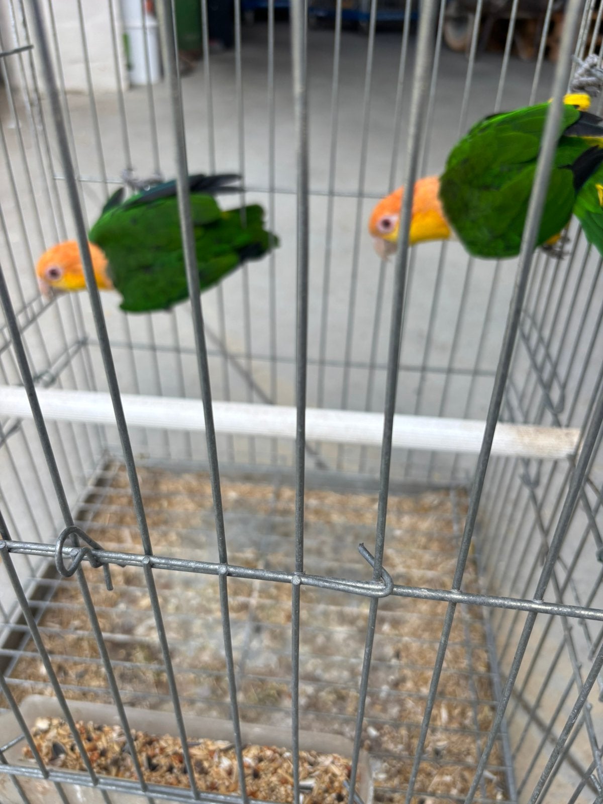 Roestkop caique kweekkoppel, Dieren en Toebehoren, Meerdere dieren, Parkiet, Geringd
