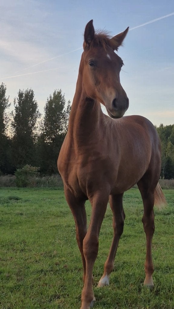 Merrieveulen, Jument, 160 à 165 cm, Avec pedigree, 0 à 2 ans