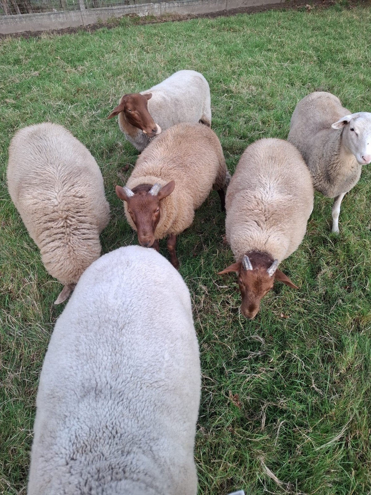Mouton ardennais avec cornes !, Animaux & Accessoires, Mâle, Mouton, 0 à 2 ans