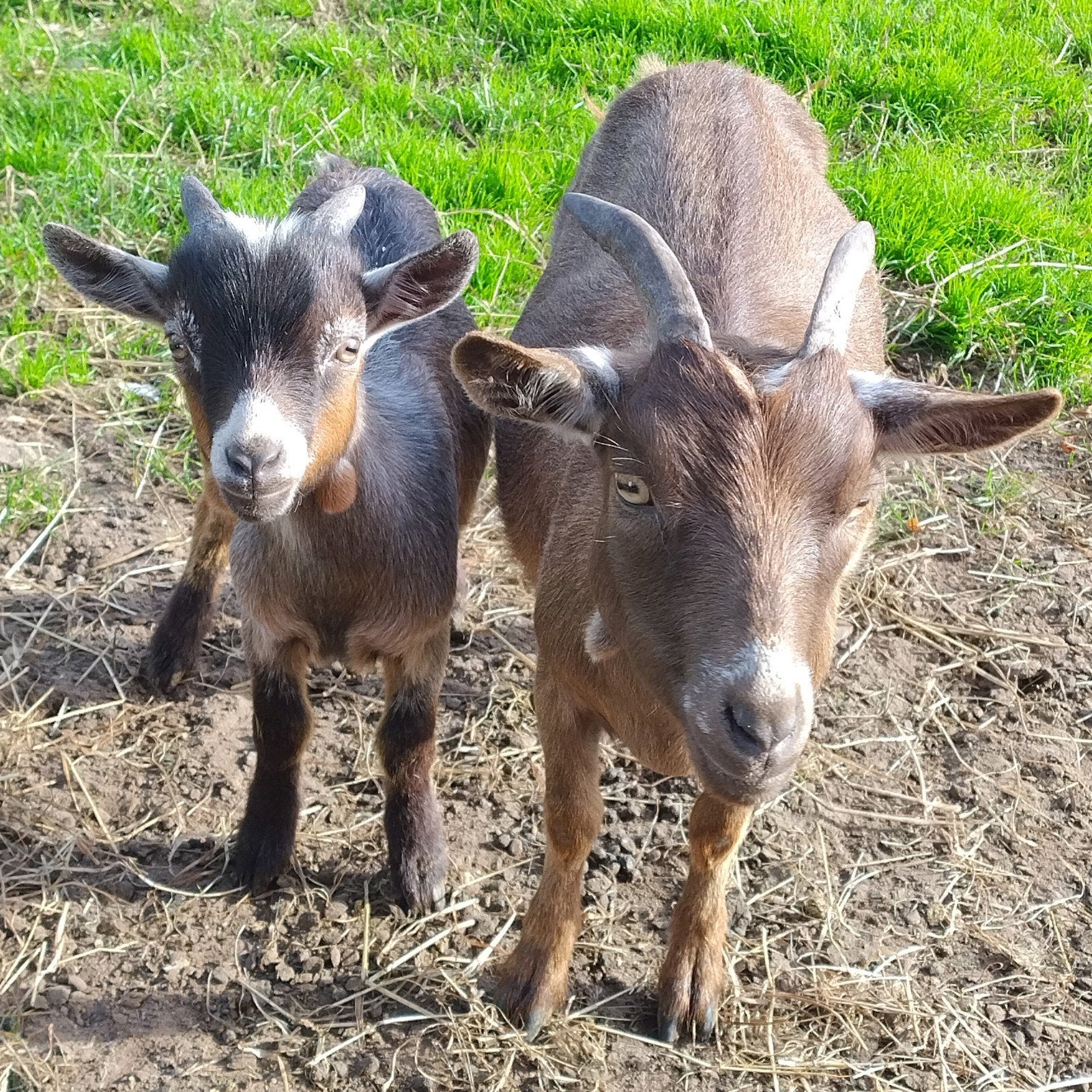 jong dwerggeitje met zoontje, Plusieurs animaux, Chèvre, 0 à 2 ans