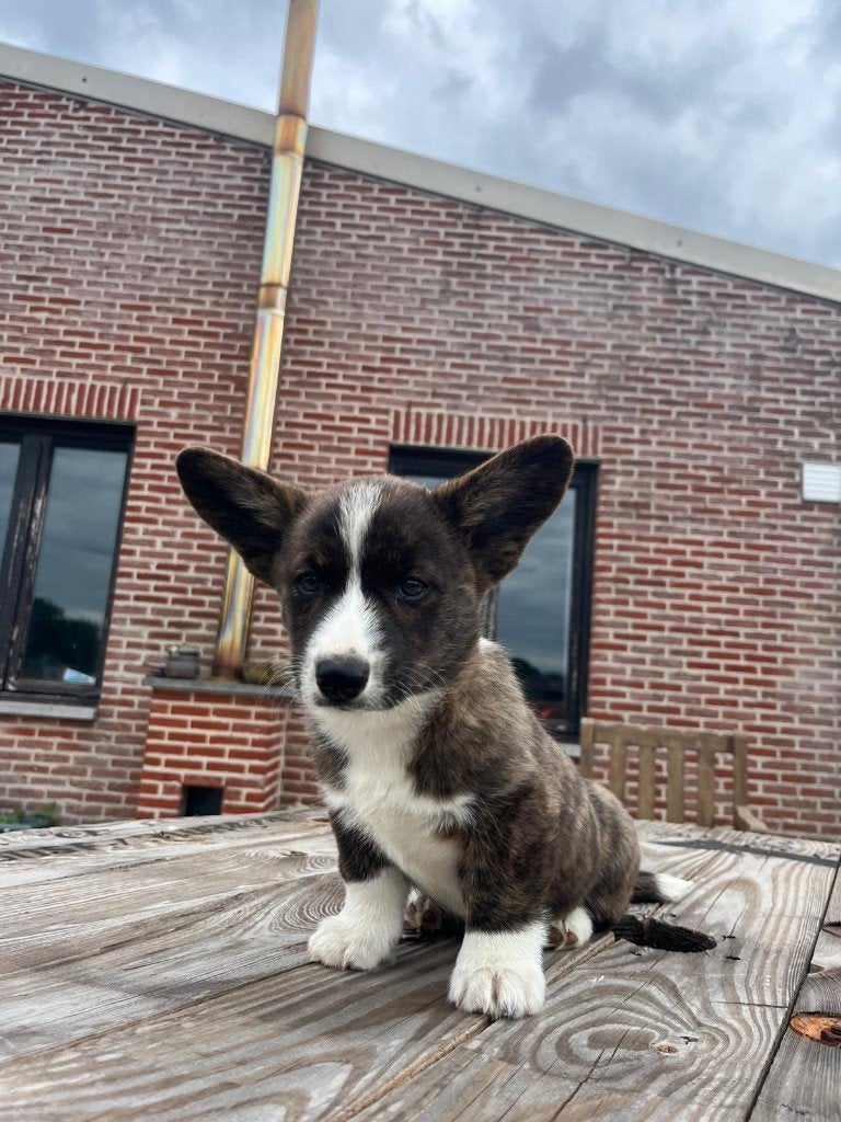 Prachtige Welsh Corgi pups zoeken een warme thuis, Dieren en Toebehoren, Honden | Herdershonden en Veedrijvers, Parvo, België