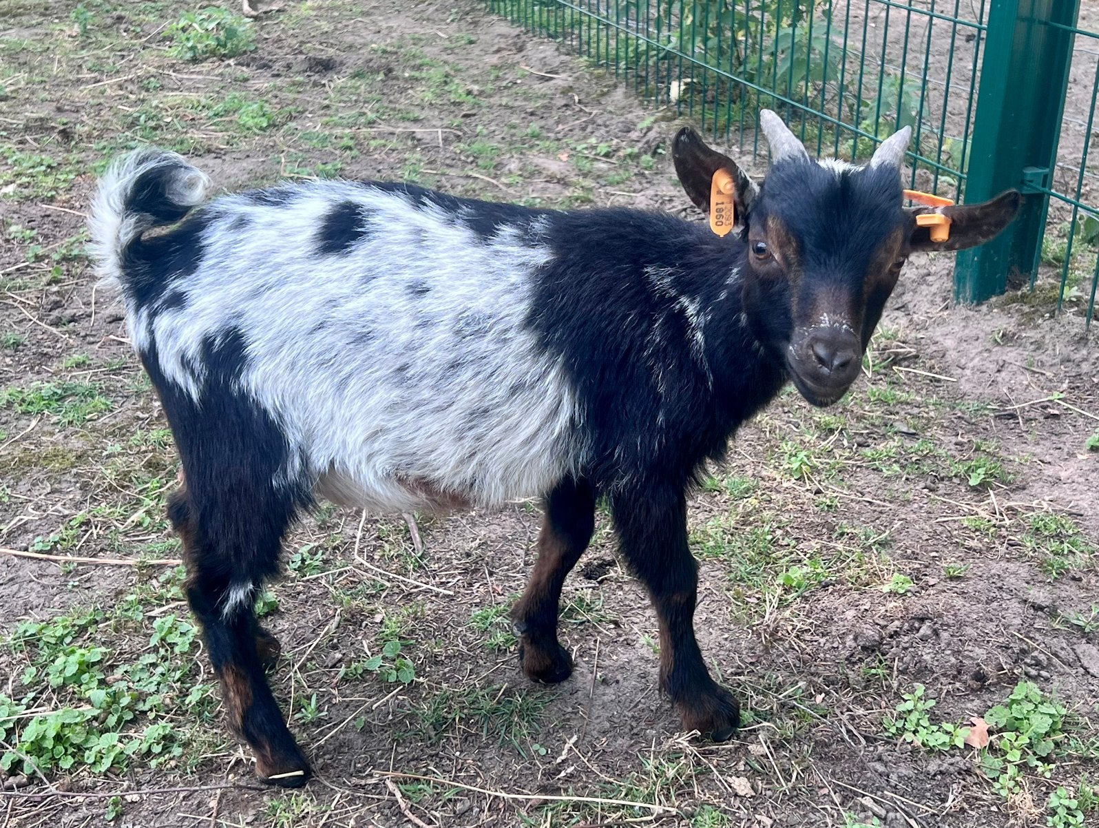 Dwerggeit tricolor bokje, Dieren en Toebehoren, Schapen, Geiten en Varkens