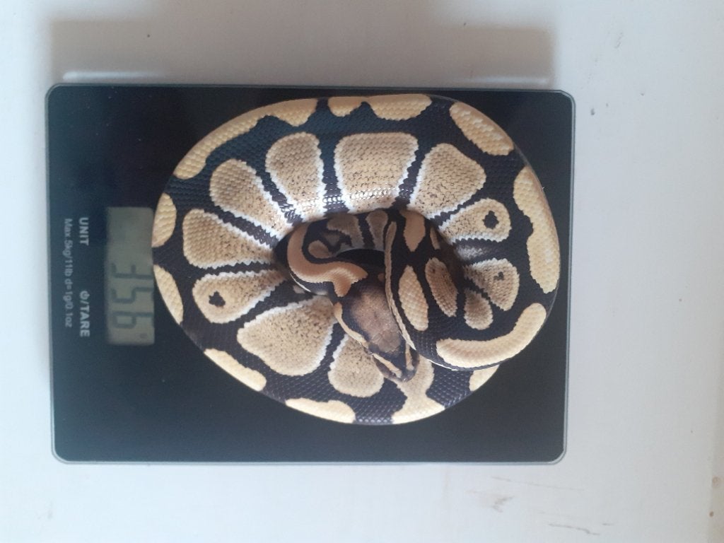 1.3 Python regius desert ghost combo Ball Python photo 3