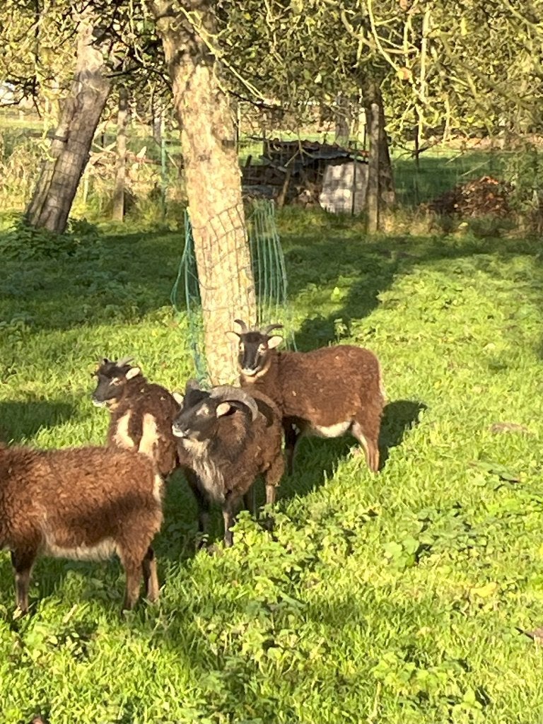 Agneaux et agnelles Soay, Plusieurs animaux, Mouton, 0 à 2 ans