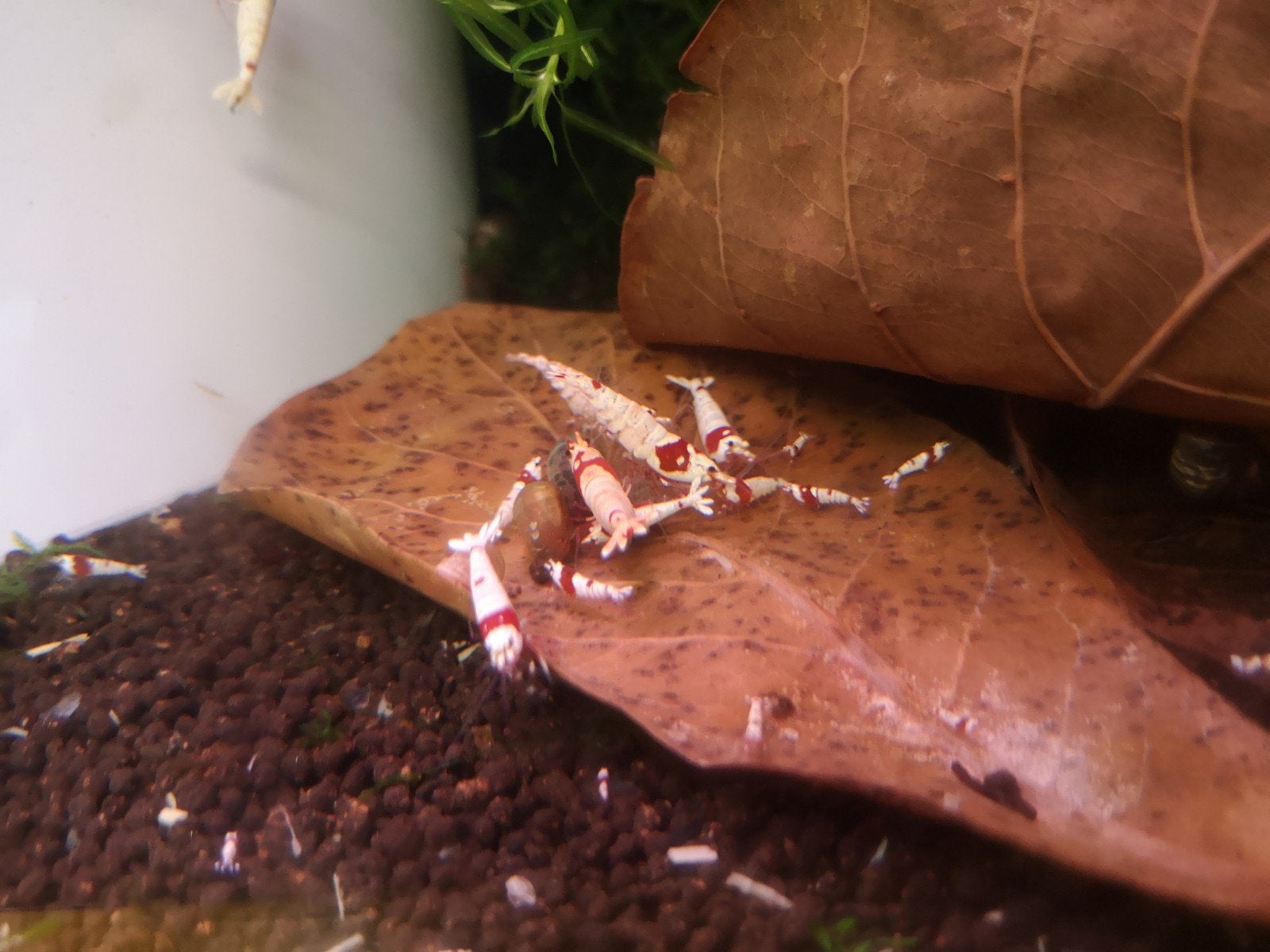 Pure red line (caridina garnalen)