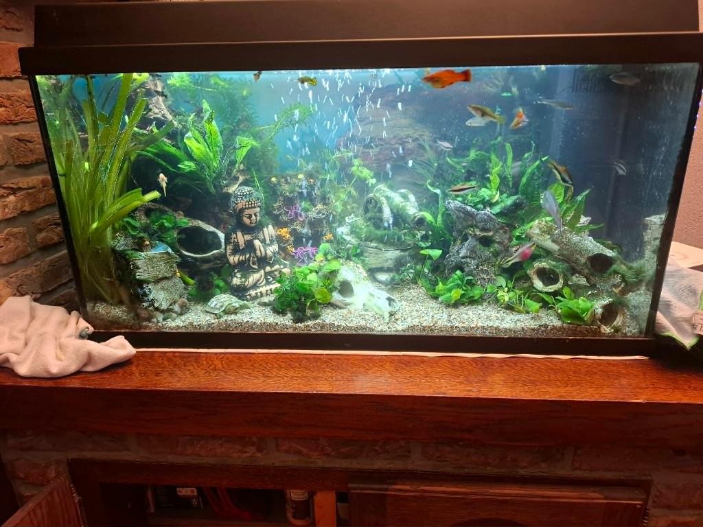 Siervissen gezocht !!!!., Animaux & Accessoires, Poisson, Poisson d'eau douce