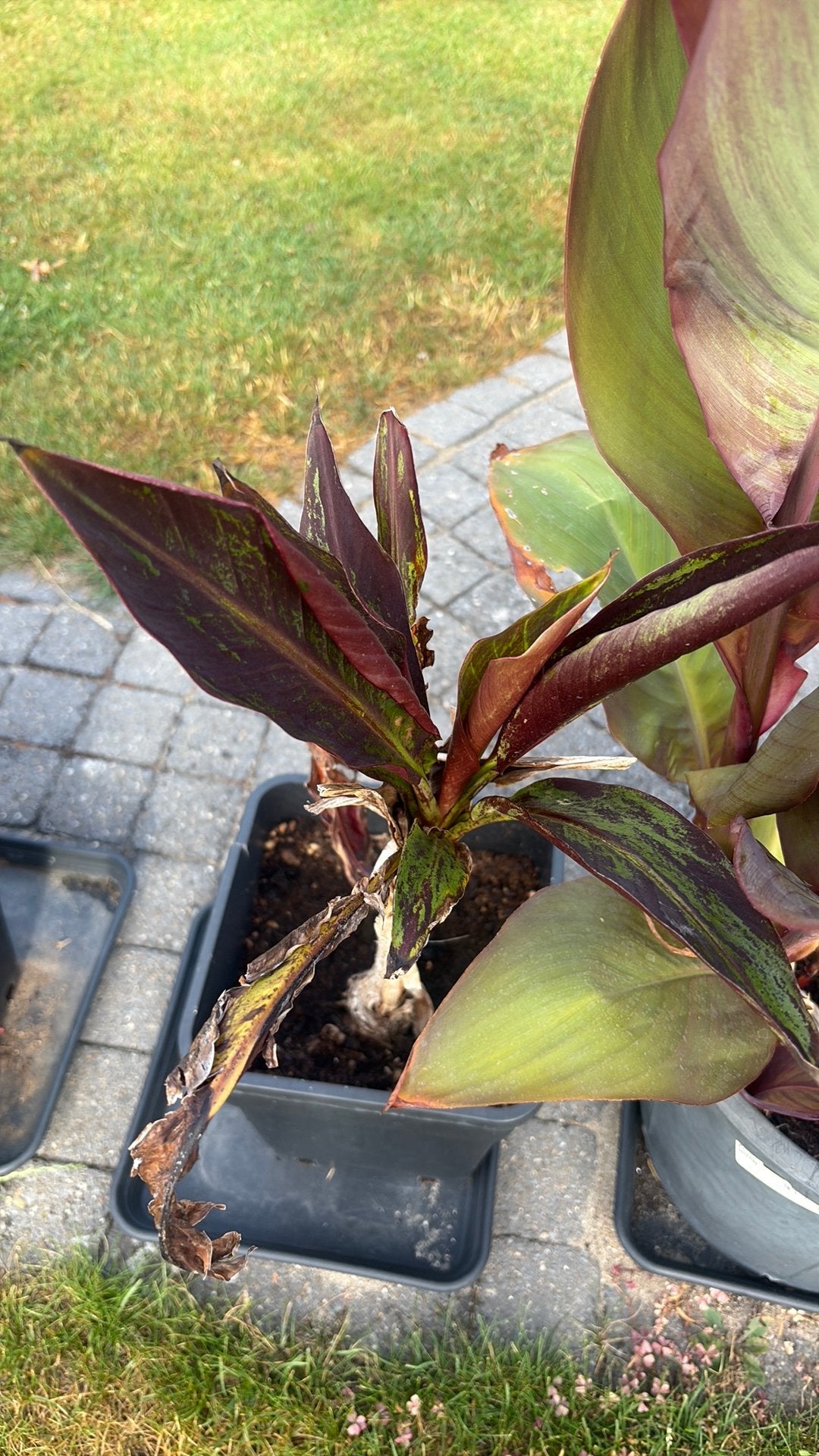 Musa super black, Tuin en Terras, Overige soorten, Volle zon, Vaste plant, Ophalen of Verzenden