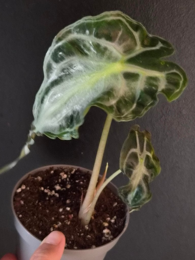Venin d'Alocasia, Enlèvement ou Envoi