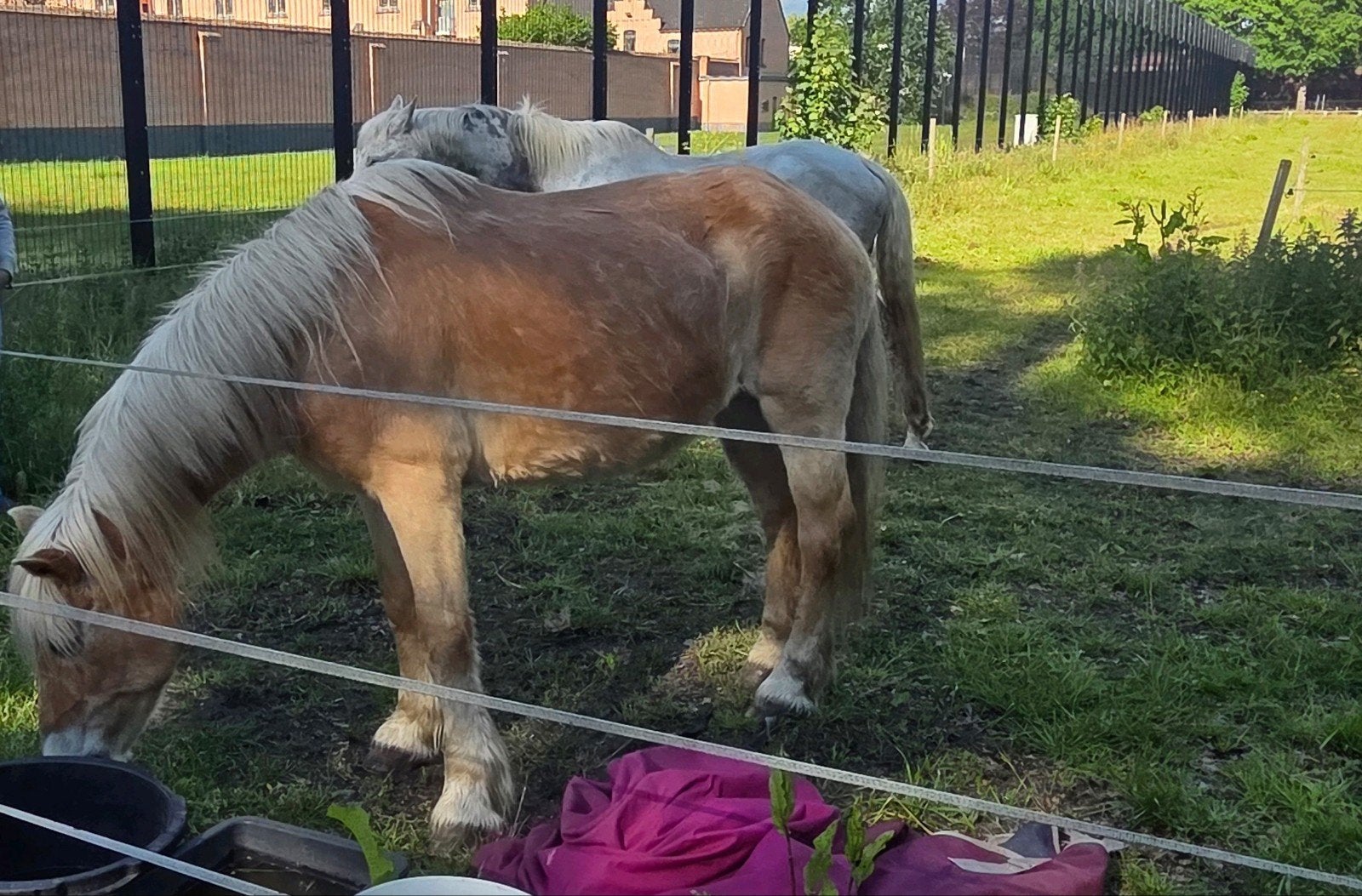 haflinger van 30 als weidemaatje