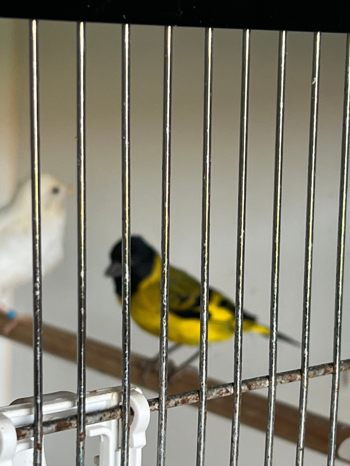 Mooie koppel Zwartkopsijs van 2025 gerind, Dieren en Toebehoren, Vogels | Overige Vogels, Geringd