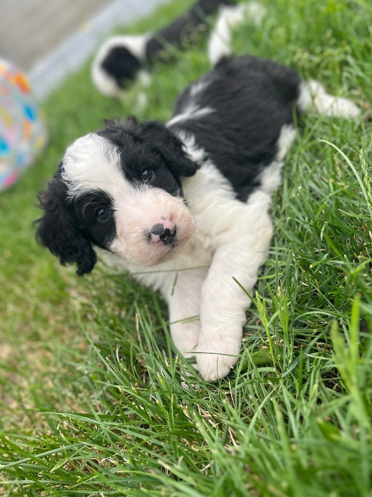 Mooie medium Doodle pups (border collie x poedel), Poedel, Parvo, België, 8 tot 15 weken