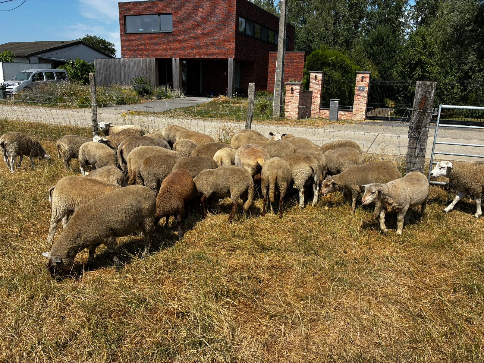 Schapen lammeren voor kweek of slacht, Dieren en Toebehoren, Schapen, Geiten en Varkens