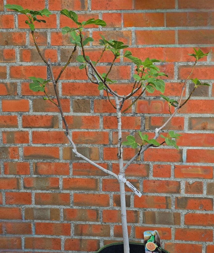 Vijgenboom 'HARDY FIG' Ficus Carica 1v13, Ophalen, In pot, Herfst, 100 tot 250 cm